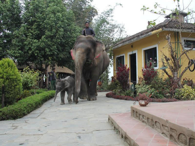 Hotel Sapana Village Lodge Chitwan Eksteriør bilde